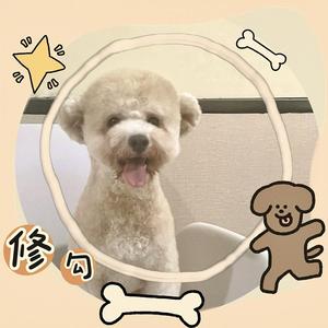 忠犬小柯基头像