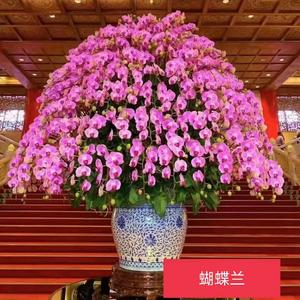 吉祥如意头像