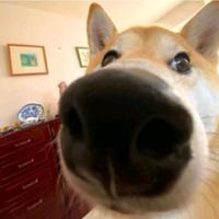 小袁影视Starry头像