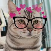 花花是猫不是猪头像