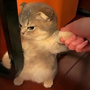 枷锁头像
