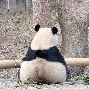 摇封头像