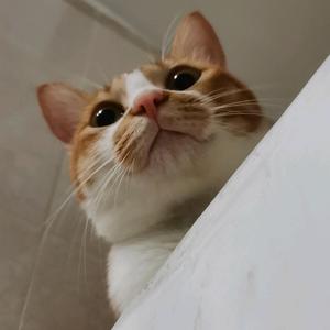 番茄1486983747870110头像