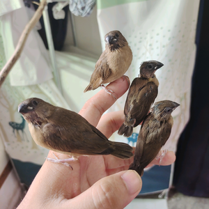 陈晓明头像