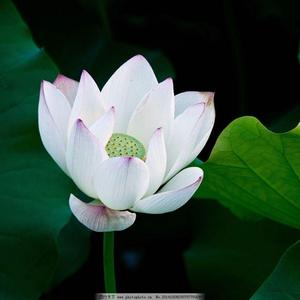昕昕轻音乐头像