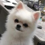 阿尔比恩海岸头像