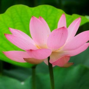 dL君的多彩生活头像