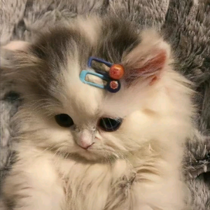 麻辣小糖糖头像