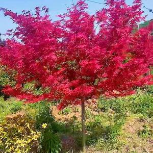 沭阳县军海花木园艺场头像