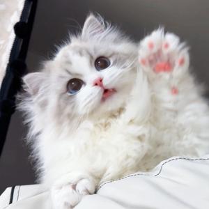桃酱的布偶猫头像