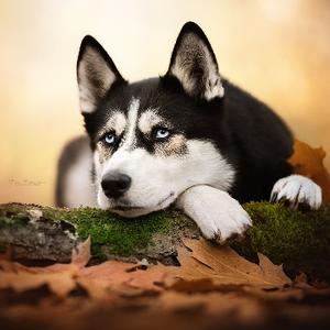 犯困的人丫头像
