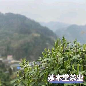 荼荼姐头像