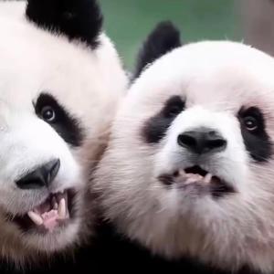 渝小爱头像