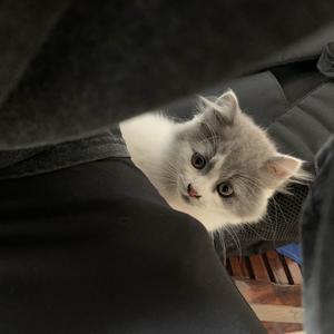 八月八卦猫头像