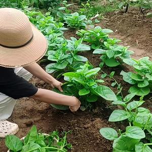 花好绿植头像