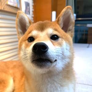 优雅山雀LI头像