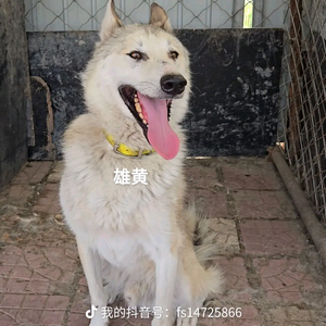 拉美硬汉头像