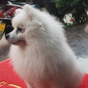 温文儒雅心中有李头像