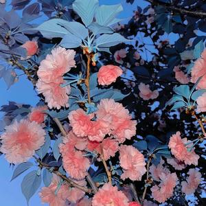 泡泡茶壶头像