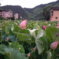 湖北曾先森头像