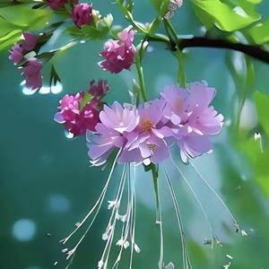 樱花头像