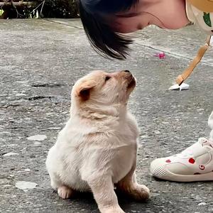 狼宝丫和平精英头像