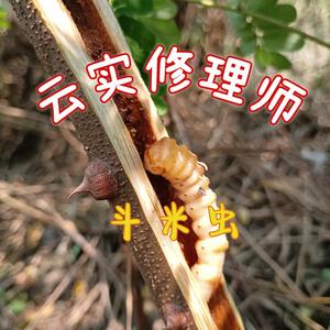 云实修理师星仔头像