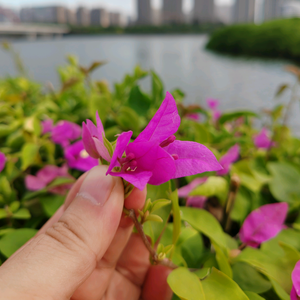 拈花妙品头像