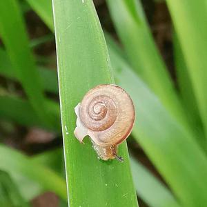 坦荡流浪的蜗牛头像