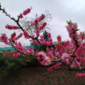 爱生活的辛客头像