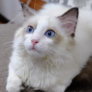 蓝猫6688头像