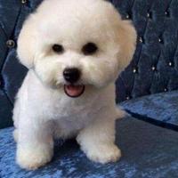 淘气小棒棒头像