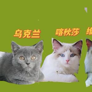 乌克兰是只猫头像