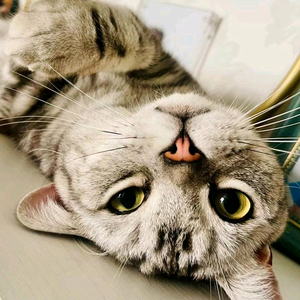 橘猫cat头像