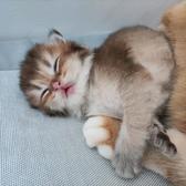 我有一只可爱的小猫咪007头像