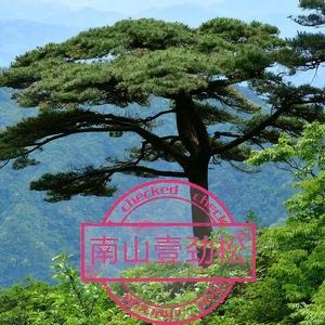 南山壹劲松V头像