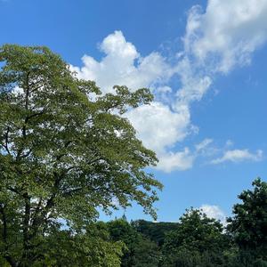 初心向道头像