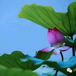 火花随想头像
