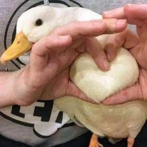 咖啡猴啊头像