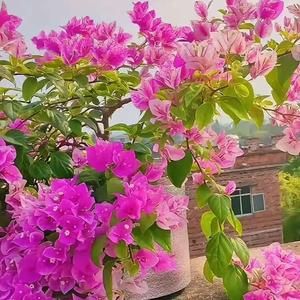 小陌爱养花头像