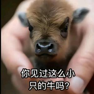 猴市诉说锋利哥 头像