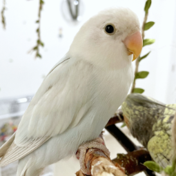 松伊小宠头像