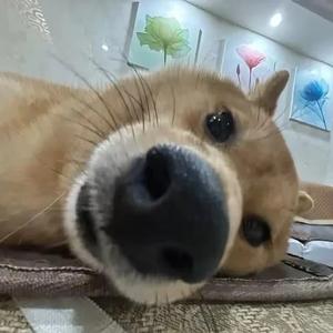 老陈23头像