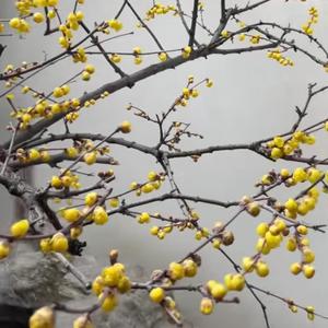 青峰修者头像