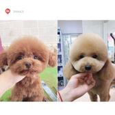 妞妞们的粑粑头像