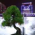 中国龙2844头像