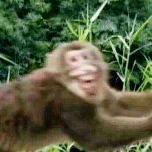 一个类似于人类的猴头像