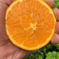 安全放心油头像