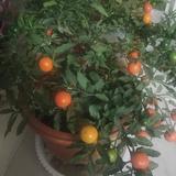 拂晓远行头像