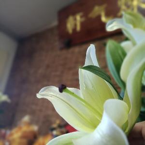 宿世道元头像